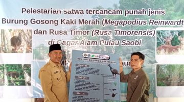 Kades Saobi, Hosaini, saat menerima cenderamata edukasi burung gosong kaki merah (Za - garudajatim.com) 