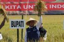 Bupati Sumenep, Achmad Fauzi Wongsojudo, saat memegang padi di sawah (Istimewa - garudajatim.com) 