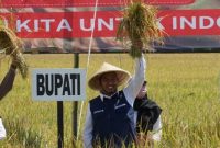 Bupati Sumenep, Achmad Fauzi Wongsojudo, saat memegang padi di sawah (Istimewa - garudajatim.com) 