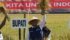 Bupati Sumenep, Achmad Fauzi Wongsojudo, saat memegang padi di sawah (Istimewa - garudajatim.com) 