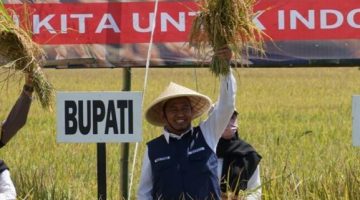Bupati Sumenep, Achmad Fauzi Wongsojudo, saat memegang padi di sawah (Istimewa - garudajatim.com) 