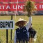 Bupati Sumenep, Achmad Fauzi Wongsojudo, saat memegang padi di sawah (Istimewa - garudajatim.com) 