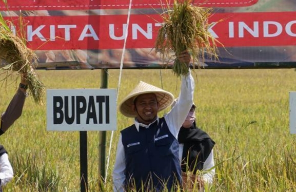 Bupati Sumenep, Achmad Fauzi Wongsojudo, saat memegang padi di sawah (Istimewa - garudajatim.com) 