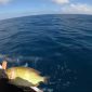 Ikan-ikan yang telah dibom di Pulau Pajengan, Kecamatan Nonggunong, Kabupaten Sumenep, Madura, Jawa Timur (Za - garudajatim.com) 