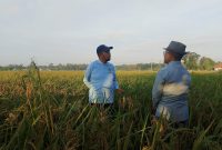 Bupati Sumenep, Ahmad Fauzi Wongsojudo, saat melakukan pemantauan lahan pertanian padi varietas HMS 700 di Desa Parsanga (Za- garudajatim.com) 