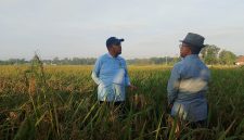 Bupati Sumenep, Ahmad Fauzi Wongsojudo, saat melakukan pemantauan lahan pertanian padi varietas HMS 700 di Desa Parsanga (Za- garudajatim.com) 
