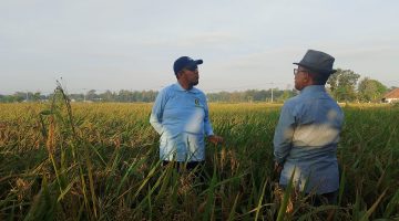 Bupati Sumenep, Ahmad Fauzi Wongsojudo, saat melakukan pemantauan lahan pertanian padi varietas HMS 700 di Desa Parsanga (Za- garudajatim.com) 