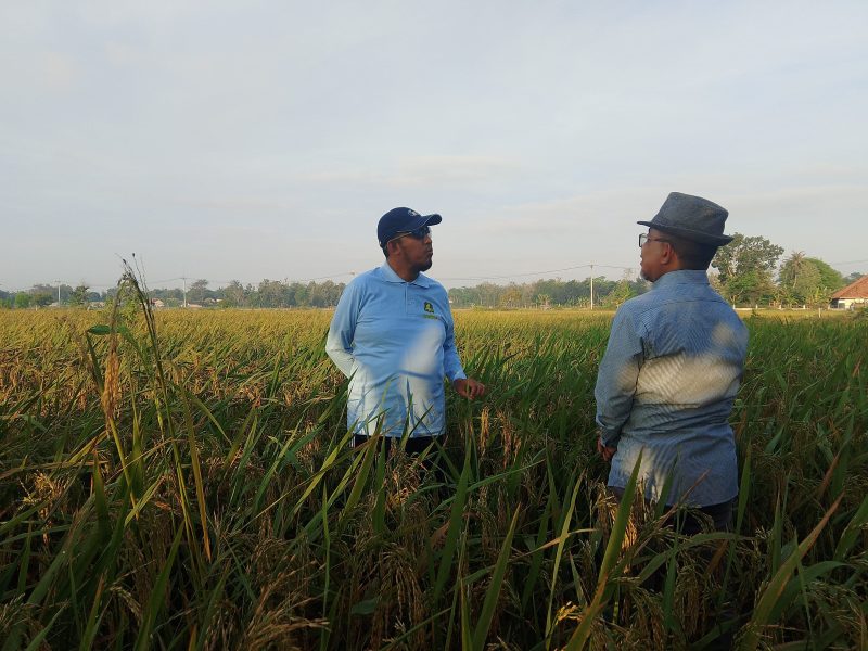 Bupati Sumenep, Ahmad Fauzi Wongsojudo, saat melakukan pemantauan lahan pertanian padi varietas HMS 700 di Desa Parsanga (Za- garudajatim.com) 