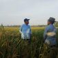 Bupati Sumenep, Ahmad Fauzi Wongsojudo, saat melakukan pemantauan lahan pertanian padi varietas HMS 700 di Desa Parsanga (Za- garudajatim.com) 