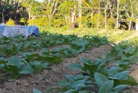 Aktifitas petani saat menyirami tembakau (Za - garudajatim.com) 