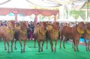 Festival Sapi Sonok Sumenep, saat menampilkan langkah-langkah keindahan dengan irama musik gamelan (Za - garudajatim.com) 