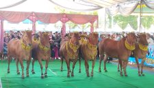 Festival Sapi Sonok Sumenep, saat menampilkan langkah-langkah keindahan dengan irama musik gamelan (Za - garudajatim.com) 