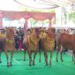 Festival Sapi Sonok Sumenep, saat menampilkan langkah-langkah keindahan dengan irama musik gamelan (Za - garudajatim.com) 