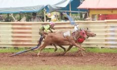 Genjot Pendapatan UMKM, Ajang Karapan Sapi Piala Bupati Sumenep Siap Digelar