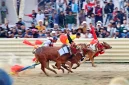 Dua pasang sapi saat adu kecepatan (istimewa - garudajatim.com) 