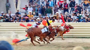 Dua pasang sapi saat adu kecepatan (istimewa - garudajatim.com) 