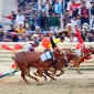 Dua pasang sapi saat adu kecepatan (istimewa - garudajatim.com) 