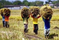 Foto ilustrasi petani di Kabupaten Pasuruan saat mengusung hasil panen padi (Istimewa - garudajatim.com) 