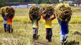 Foto ilustrasi petani di Kabupaten Pasuruan saat mengusung hasil panen padi (Istimewa - garudajatim.com) 
