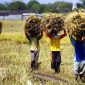 Foto ilustrasi petani di Kabupaten Pasuruan saat mengusung hasil panen padi (Istimewa - garudajatim.com) 