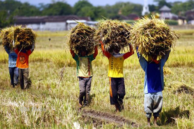 Foto ilustrasi petani di Kabupaten Pasuruan saat mengusung hasil panen padi (Istimewa - garudajatim.com) 