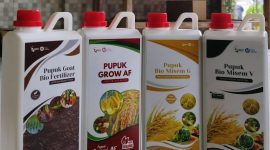 Inovasi Pupuk Organik Kelompok Petani Milenial Sumenep (Za - garudajatim.com) 