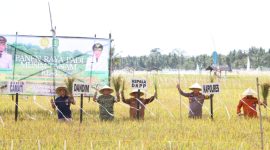 Kepala DKPP Sumenep, Chainur Rasyid, saat panen raya bersama petani di Desa Bunpenang, Kecamatan Dungkek (Za - garudajatim.com) 