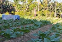 Petani Sumenep saat tembakau (Za - garudajatim.com)