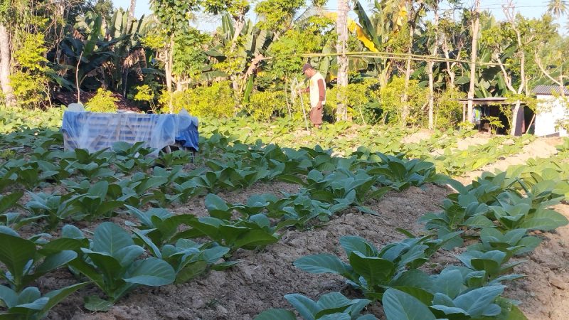 Petani Sumenep saat tembakau (Za - garudajatim.com) 