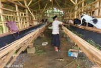 Salah seorang warga saat berada di kandang hewan ternak milik BUMDes Sumenep (Istimewa - garudajatim.com)