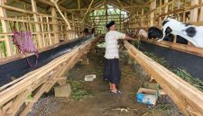 Salah seorang warga saat berada di kandang hewan ternak milik BUMDes Sumenep (Istimewa - garudajatim.com)