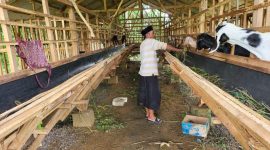 Salah seorang warga saat berada di kandang hewan ternak milik BUMDes Sumenep (Istimewa - garudajatim.com)