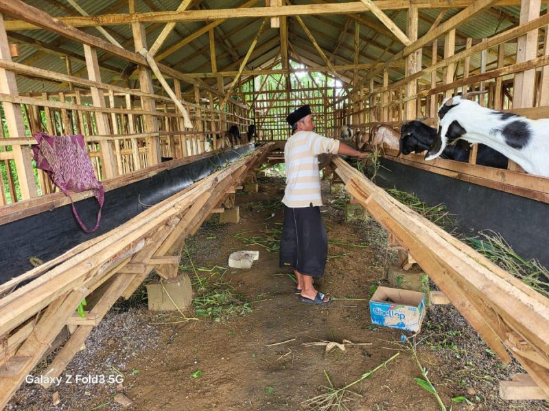 Salah seorang warga saat berada di kandang hewan ternak milik BUMDes Sumenep (Istimewa - garudajatim.com)