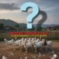 Foto ilustrasi BUMDes Medelan tidak becus Kelola hewan ternak kambing (Za - garudajatim.com)