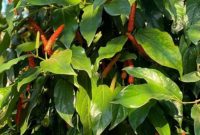 Foto ilustrasi cabe jamu (Istimewa - garudajatim.com)