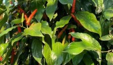 Foto ilustrasi cabe jamu (Istimewa - garudajatim.com)