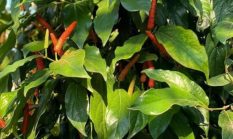 Cabe Jamu Sumenep Resmi Diinventarisasi Kemenkumham, DKPP Amankan Status Produk Khas Daerah