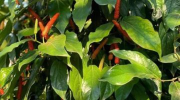 Foto ilustrasi cabe jamu (Istimewa - garudajatim.com)