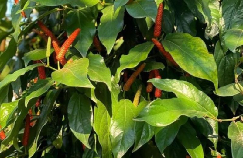 Foto ilustrasi cabe jamu (Istimewa - garudajatim.com)