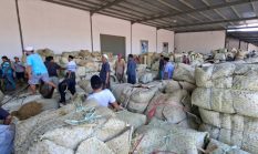 Rokok Lokal Madura Jadi Penyangga Ekonomi, Petani Tembakau dan Buruh Kini Lebih Optimistis