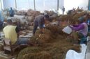 Foto buruh tembakau di pabrik (Istimewa - garudajatim.com)