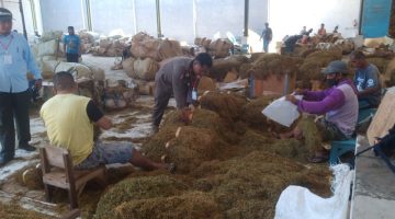 Foto buruh tembakau di pabrik (Istimewa - garudajatim.com)