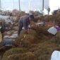 Foto buruh tembakau di pabrik (Istimewa - garudajatim.com)