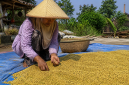 Seorang petani kacang hijau warna kuning saat panen ( Za - garudajatim.com)