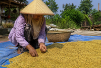 Seorang petani kacang hijau warna kuning saat panen ( Za - garudajatim.com)