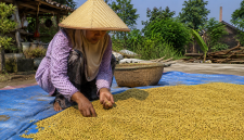 Seorang petani kacang hijau warna kuning saat panen ( Za - garudajatim.com)