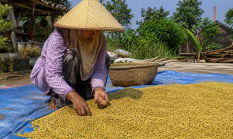 Dari Ambunten untuk Indonesia: DKPP Sumenep Selamatkan Kacang Hijau Warna Kuning dari Ancaman Klaim Pihak Luar