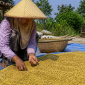 Seorang petani kacang hijau warna kuning saat panen ( Za - garudajatim.com)