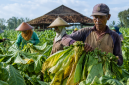 Foto petani tembakau saat panen (Za - garudajatim.com)