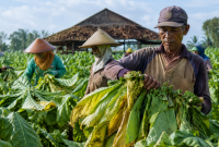 Foto petani tembakau saat panen (Za - garudajatim.com)